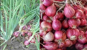 bawang merah cerita bisnis sukses