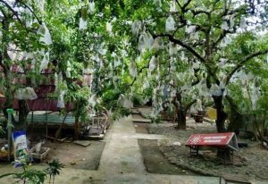 petani belimbing sukses